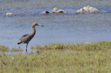 roodhalsreiger