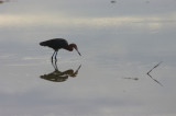 roodhalsreiger