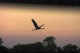 crane at dawn