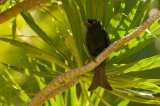 spangled drongo