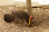 brush turkey