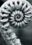 Amau Unfurls (RD-532)