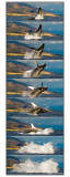 Humpback Whale - Breach - High Flying sequence