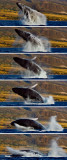 Humpback Whale - Breach RD-489