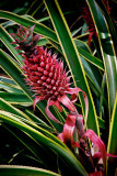 Red Pinapple