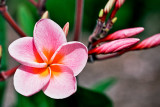 Plumeria 01_0162 