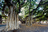 Lahaina banyan tree 02988 