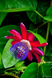 Passion flower  RD-615 