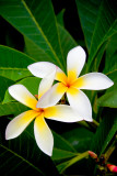 Plumeria RD-619 