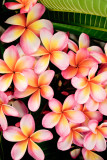 Plumeria RD-623 