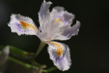 Syaga (Fringed iris)