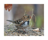  Harriss Sparrow (Zonotrichia querula)