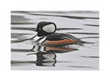 Hooded Merganser