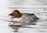 Common Goldeneye (fem.) (Bucephala clangula)