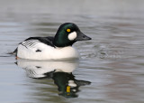 Common Goldeneye (Bucephala clangula)