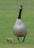 Canada Geese (Branta canadensis)