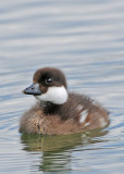 Common Goldeneye  duckling (Bucephala clangula)