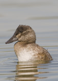 Ruddy Duck (Oxyura jamaicensis)