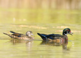 Wood Ducks (Aix sponsa)