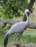 Blue Crane (Anthropoides paradiseus)