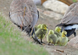 Canada Goslings DSC_9983.JPG