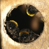 The Early Bumblebee (Bombus pratorum)