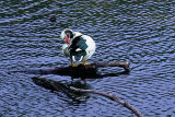 Muscovy Duck