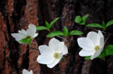 Dogwood blossoms