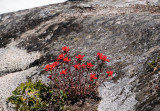 Indian Paintbrush