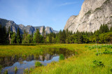 Western Cook Meadow