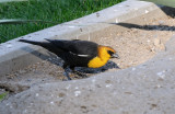 Yellow Headed Blackbird