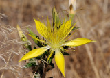 Yellow Flower