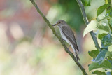 Spotted Flycatcher (Muscicapa striata)
