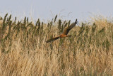 Montagus Harrier (Circus pygargus)