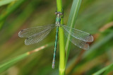 Scarce Emerald Damselfly (Lestes dryas)