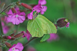 Brimstone (Gonepteryx rhamni)
