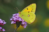 Clouded Yellow (Colias croceus)