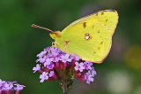 Clouded Yellow (Colias croceus)