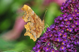 Comma (Polygonia c-album)