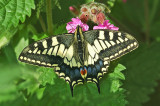 Swallowtail (Papilio machaon)