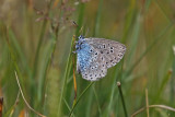 Large Blue (Maculinea arion)