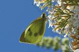 Large White (Pieris brassicae)