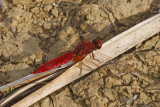 Scarlet Darter (Crocothemis erythraea)