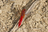 Scarlet Darter (Crocothemis erythraea)
