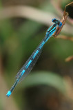 Goblet-marked Damselfly (Erythromma lindenii)