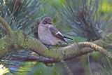 Pied Flycatcher (Ficedula hypoleuca)