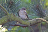 Pied Flycatcher (Ficedula hypoleuca)