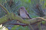 Pied Flycatcher (Ficedula hypoleuca)
