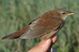 Savis Warbler (Locustella luscinioides)