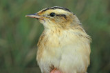 Aquatic Warbler (Acrocephalus paludicola)